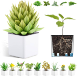 4”Square Self Watering Pots