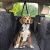 Dog Car Seat Cover for Back Seat