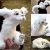 Plush Doll Toys Falkor from The Never ending Story