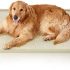  Donut Washable Small Pet Bed￼