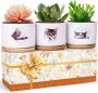 3 Pack Succulent Pots￼