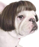  Dog wig￼