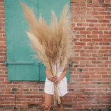  46-48 inches Tall Natural Dried Pampas Grass￼￼
